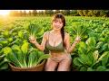 TIMELAPSE – 365 Days Growing And Harvesting Mustard Greens 🥬🌿