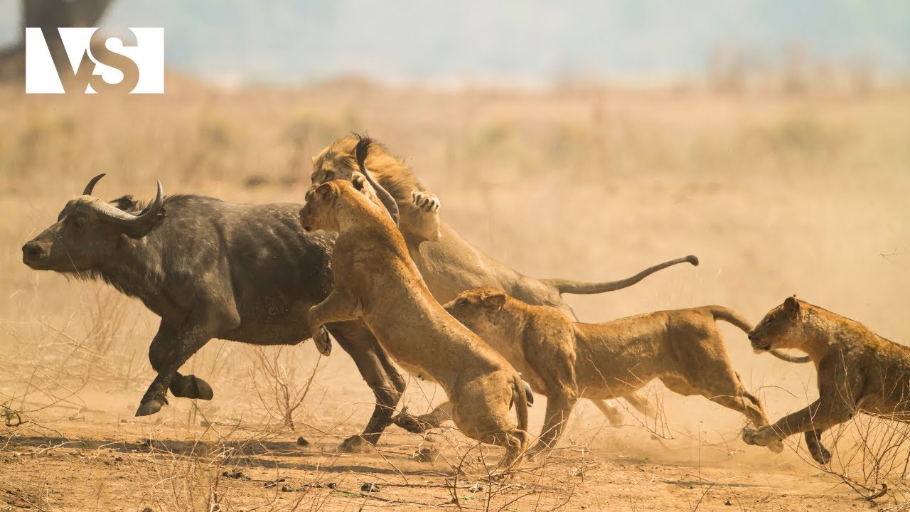 KALAHARI | Walka o Przetrwanie na Afrykańskiej Pustyni - Dokumentalny o Zwierzętach