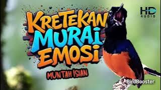 KRETEKAN MURAI BATU MUNTAH ISIAN PANCING EMOSI LAWAN