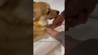 Как правильно мыть лапы собаке! Видео-инструкция