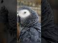 A Parrot Repeated the Same Mysterious Sentence for 10 Years 😱 Nobody Knew Why!!