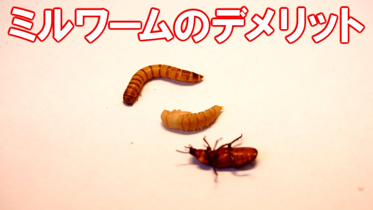 迷ってる方必見 爬虫類の餌 ミルワームのデメリットを3つ紹介します Youtube 迷ってる方必見 爬虫類の餌 ミルワームのデメリットを3つ紹介します Youtube