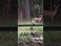 Heard of Deers