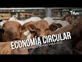 Economía circular con Ganado semiestabulado - TvAgro por Juan Gonzalo Angel