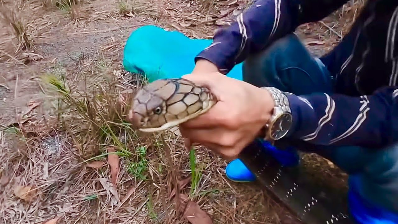 Dính Con Rắn Nầy Thầy Rắn Cũng Phải Sợ