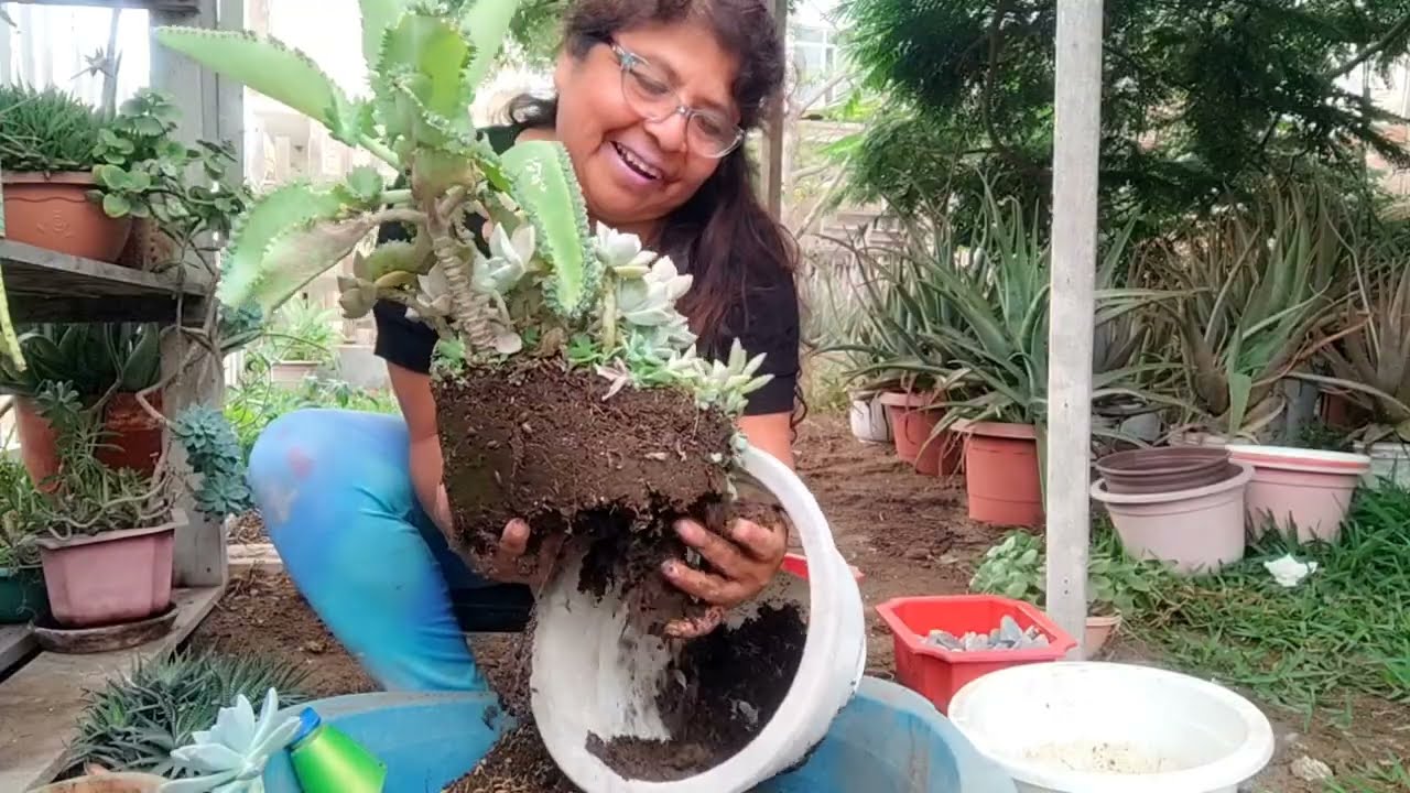 Super trasplantes...el sustrato para lograr colonias de suculentas 🪴🪴...👀