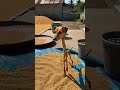 The Skinny Chicken Patrol Dog 🐶🐔 😂✨#FunnyDogs #PetComedy #CuteAnimals #WholesomeVideo #AnimalLovers