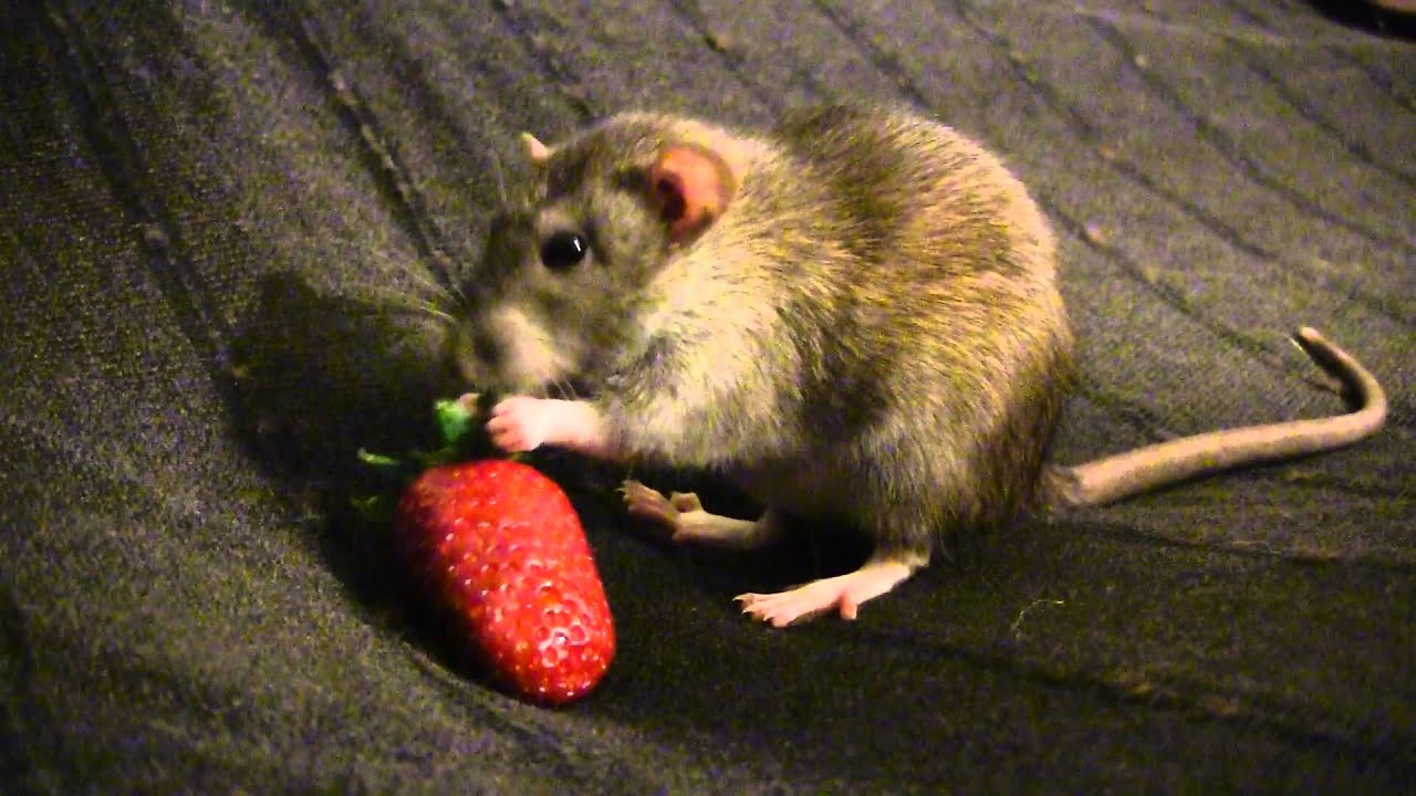 The Rats and the Strawberry YouTube
