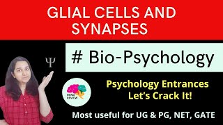 Glial Cells Synapses Bio-Psychology Psychology Entrances Mind Review