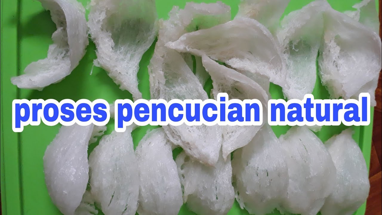 CARA MENCUCI SARANG WALET SUPER SEMI KERING||PROSES NATURAL CLEANING BIRDNEST