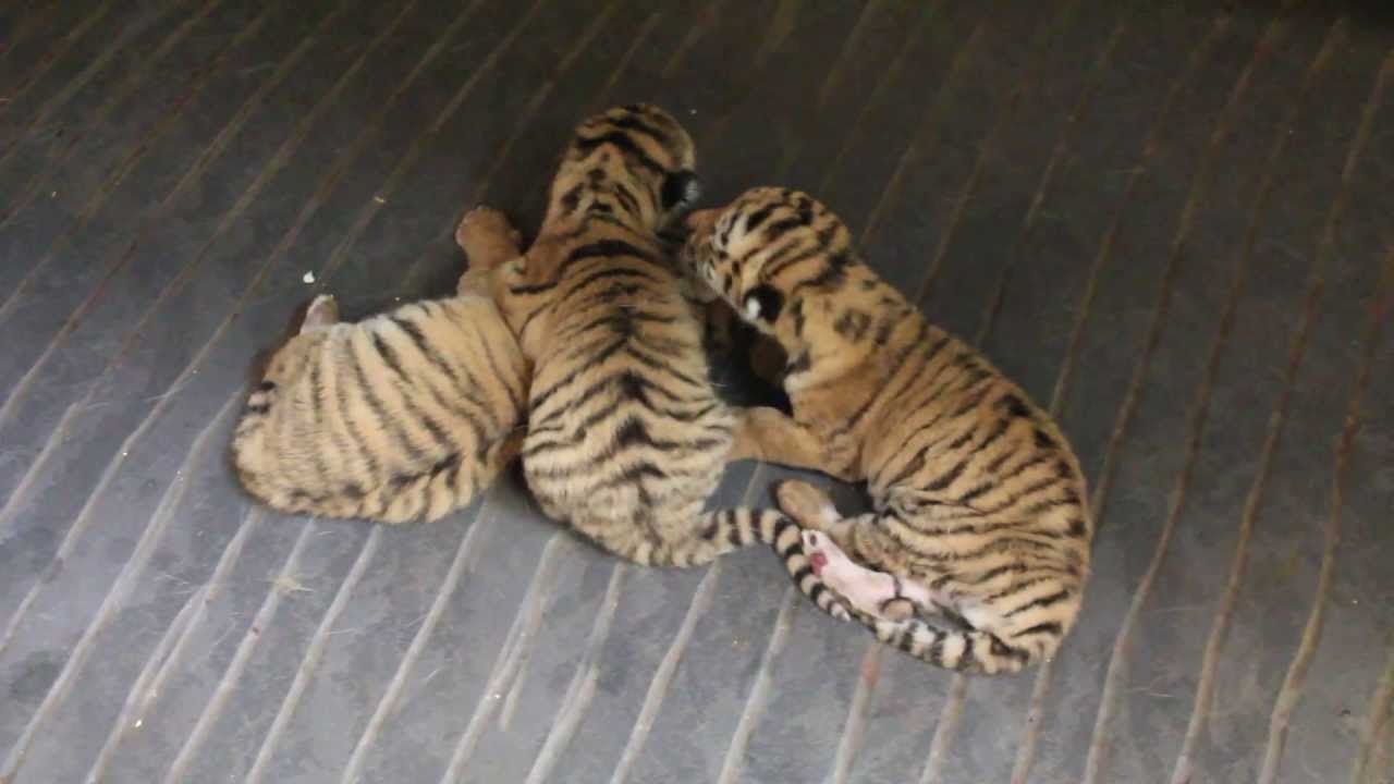 Naissance De Bebes Tigres Au Zoo De Granby Mai 13 Youtube