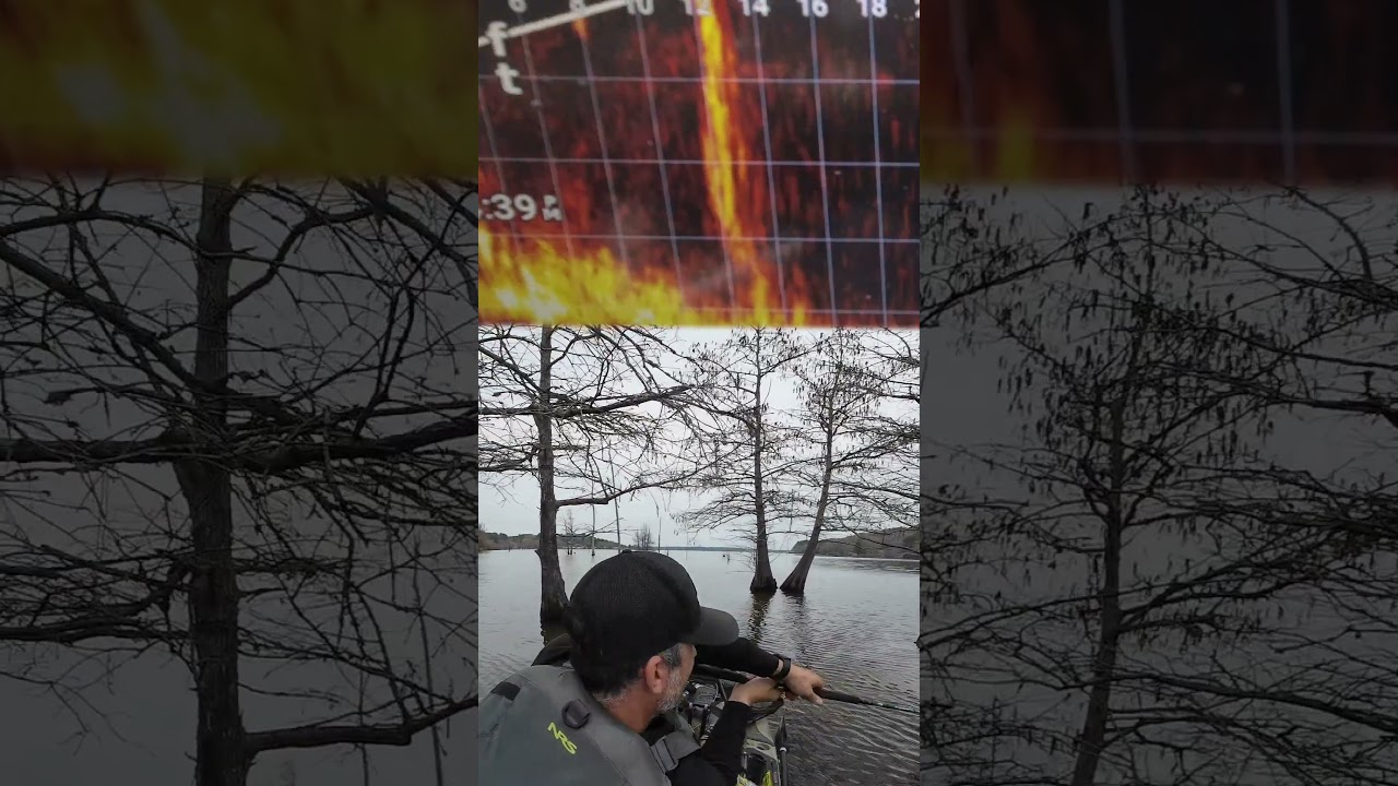 Crappie Livescoping in the shallows. 