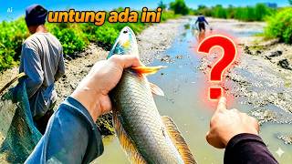 Rezeki Tak Terduga di Tambak sisa panen;Cari Ikan Berubah Pikiran Karena Nemu Mahluk kecil Ini!