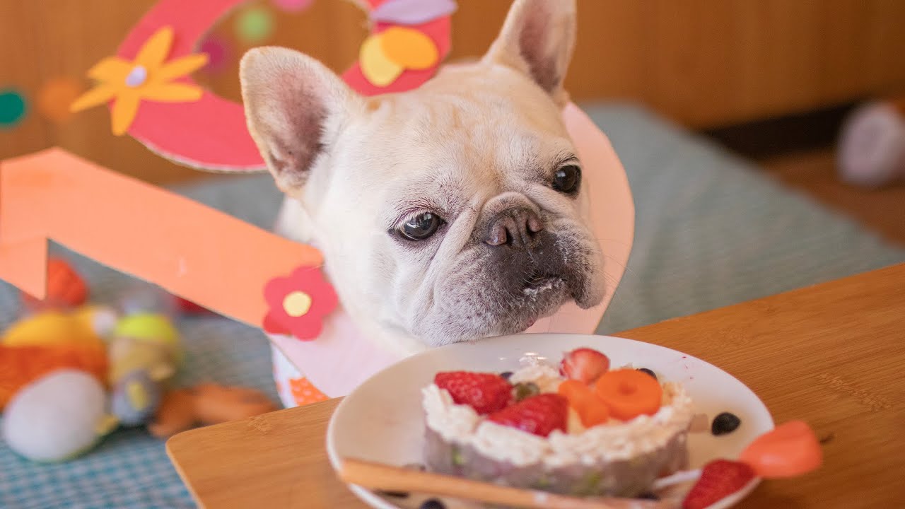 フレンチブルドッグ10才の誕生日 | Happy 10th Birthday, Frenchie Koume