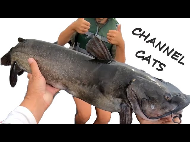 Channel catfish fishing Napanee river Bay of Quinte – ACR Fishing Adventures