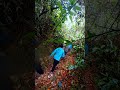 A walk in the forest on a rainy day   🌧️