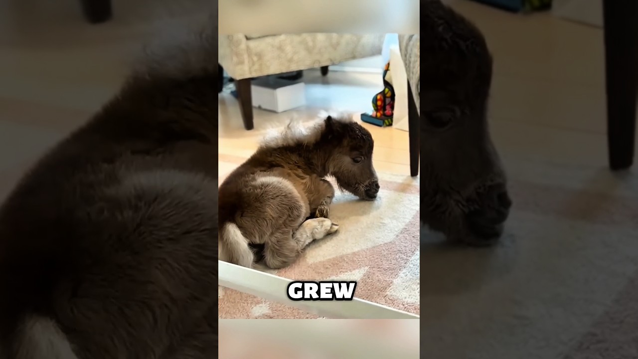 This Family Adopted a Tiny Horse and Raised It with Love 