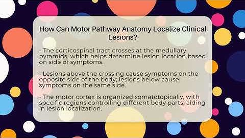 How Can Motor Pathway Anatomy Localize Clinical Lesions? - All About Anatomy Answers