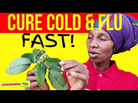 Beat COLD AND FLU with these 7 POWERFUL Herbs! 🇯🇲