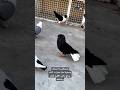نوري اسود طير 