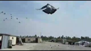 Pacalı Güvercinler Resimi