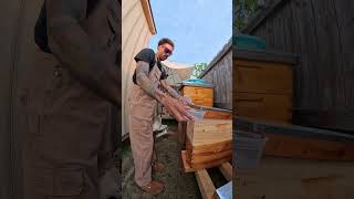 My Princess Is The Best Helper With The Bees I Was Gathering Some Bees For Bee Sting Therapy bee