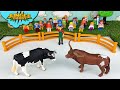 Cow vs bulls battle jungle daddy cow toys for kids schleich safari ltd mojo farm animals