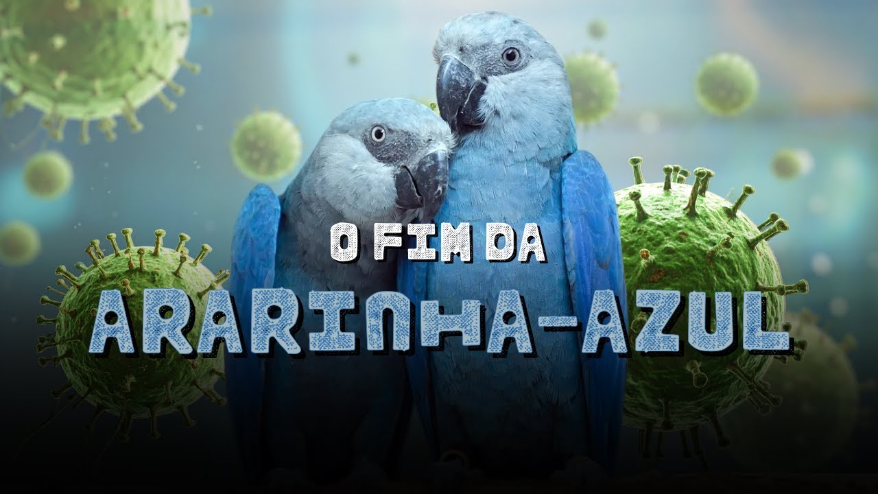 A ARARINHA-AZUL PODE SUMIR DE NOVO? O Vírus que Ameaça a Reintrodução