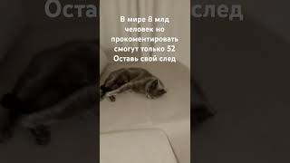 Закреп за самый хороший комент😜 #cat #хочуврек #кот #реки #мем #р_е_к_о_м_е_д_а_ц_и_и #52 #shorts