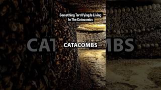 Something Is Living In The Paris Catacombs…