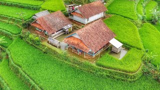 MANTAP PISAN BIKIN BETAH SUASANA KAMPUNG SUNDA DI SAMBUT HUJAN DI RUMAH TENGAH SAWAH