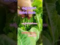 #మర్ల మాతాగి మరుగు మందు#బెస్ట్ ఆస్ట్రాలజీ#యు ట్యూబ్ ట్రేండింగ్ షార్ట్ వీడియో తెలుగు#
