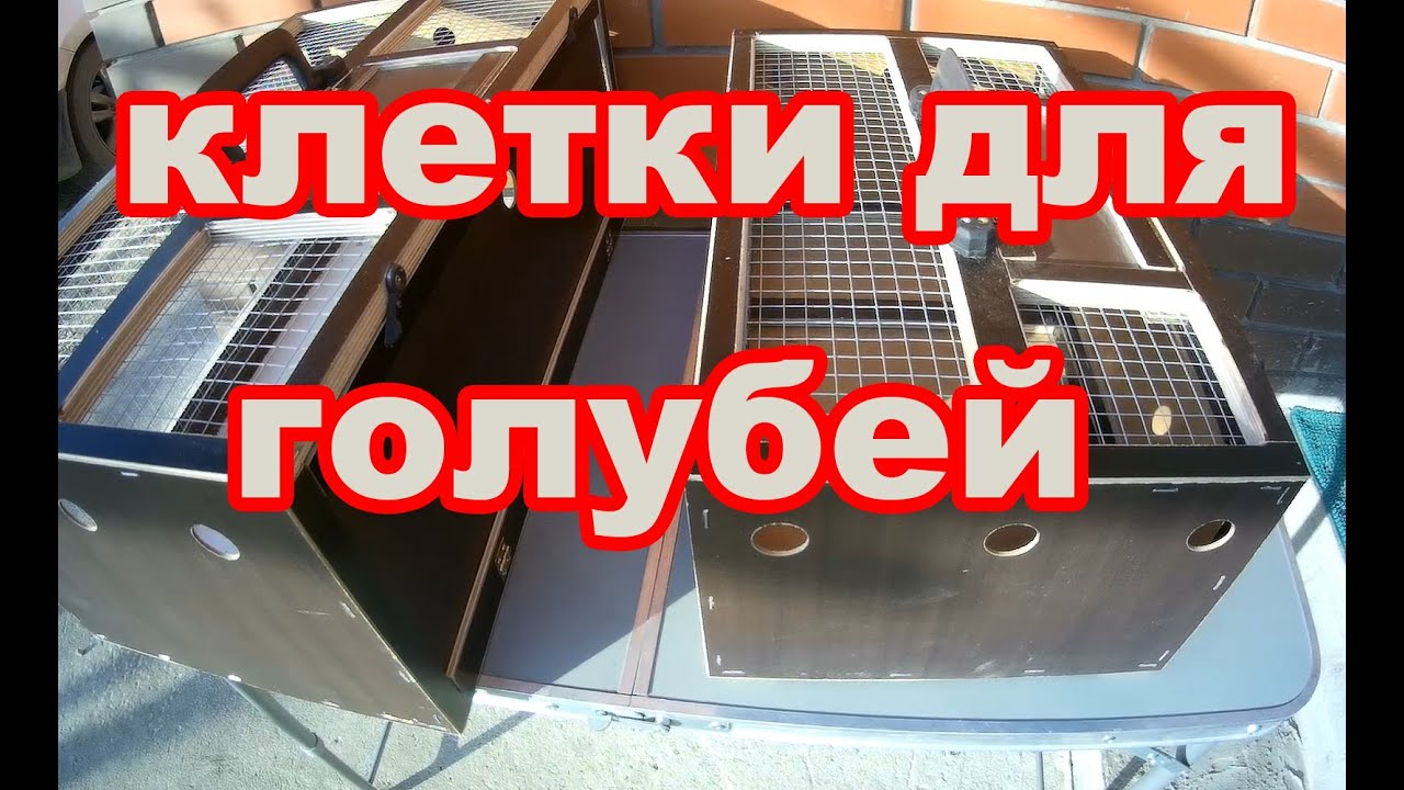 Голуби обосрали машину