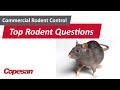 Copesan answers your top rodent questions