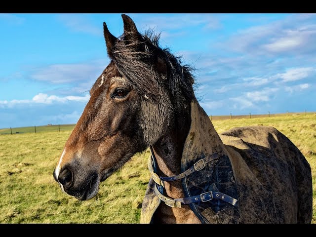創作唱歌「お馬にのって」「お父さんが死んだ」「お腹がすいた」「雪ふる夜は」「それでいい」