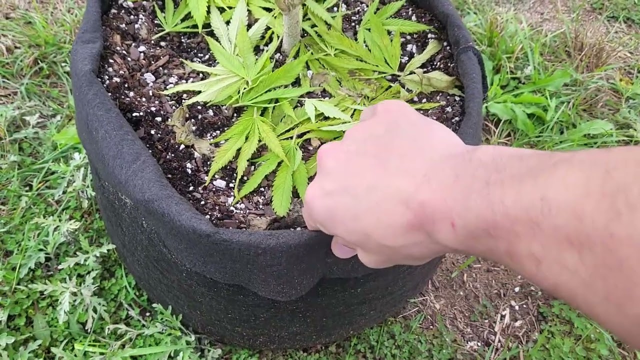 CropTober #11 Water consumption in late flower