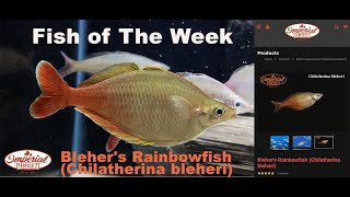 Bleher's Rainbowfish (Chilatherina bleheri) 🐟❤️ #imperialtropicals