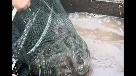 Xổ vuông tôm ở cà mau @lêhiêncm