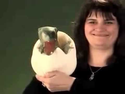 Video: Dinosauří vejce