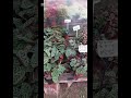 ESTAS BUSCANDO DARLE VIDA A ESOS RINCONES SIN VIDA DEL HOGAR ? #vivero #naturaleza #plantas