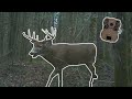 TOP 5 vidéo, caméra de CHASSE! (GROS CHEVREUIL)