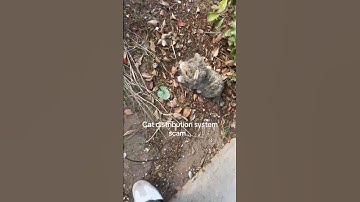 Why is it just out there like that 😭😭😭 #feralcat #adoptstrays #rescuecat #straycat @johnnybonnywonny