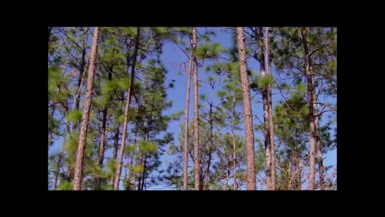 Wind In The Pines YouTube