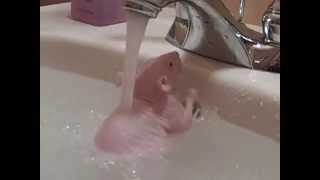 squirrelly splish splash rat