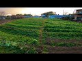 １月の野菜や畑の様子「有機農業」
