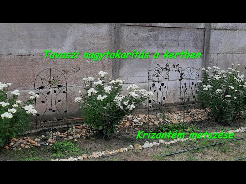 Videó: Hogyan Kell ültetni Az éves őszirózsákat