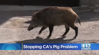 Stopping California's Wild Pig Problem