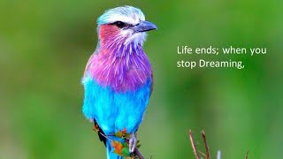 Bird Sound - Birds of North America iPhone App screenshot 5