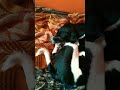 DEV. B.🌟 🌟 🌟  dogs rest...#viral #doggielife #love #viralmusic #petsempire #entertaininganimals #