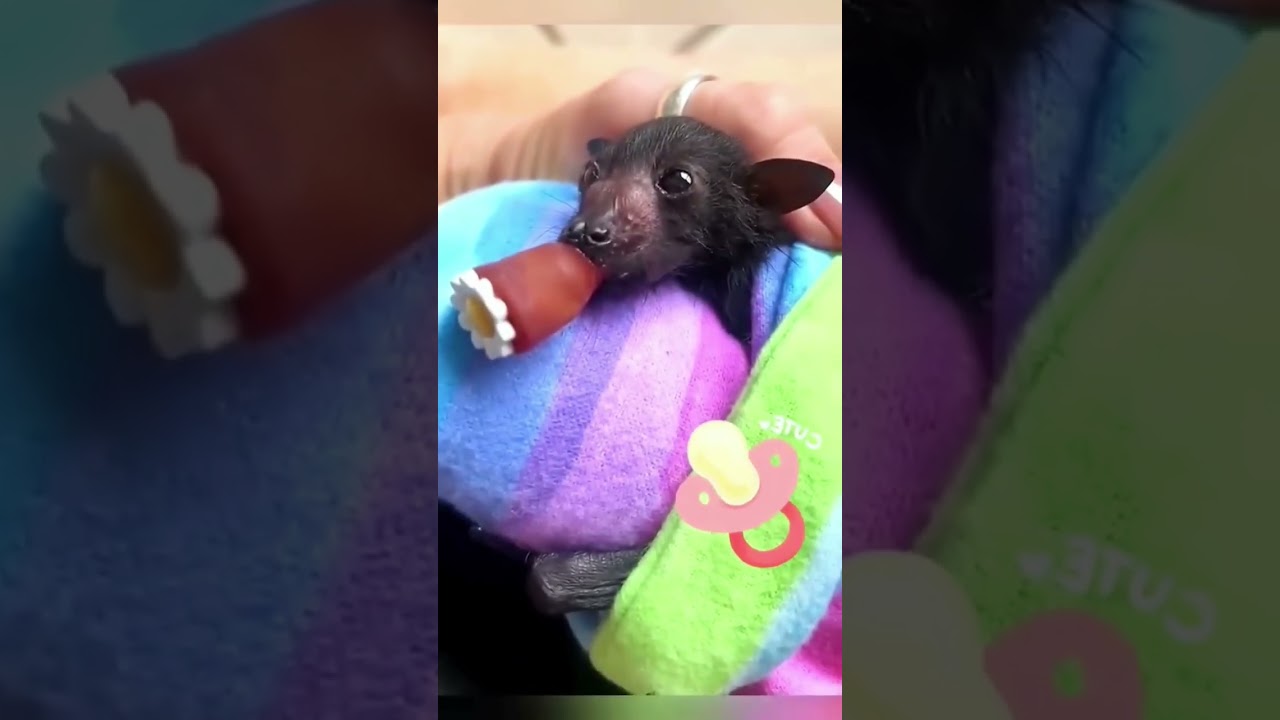 Rescue a baby bat laying between in the road 